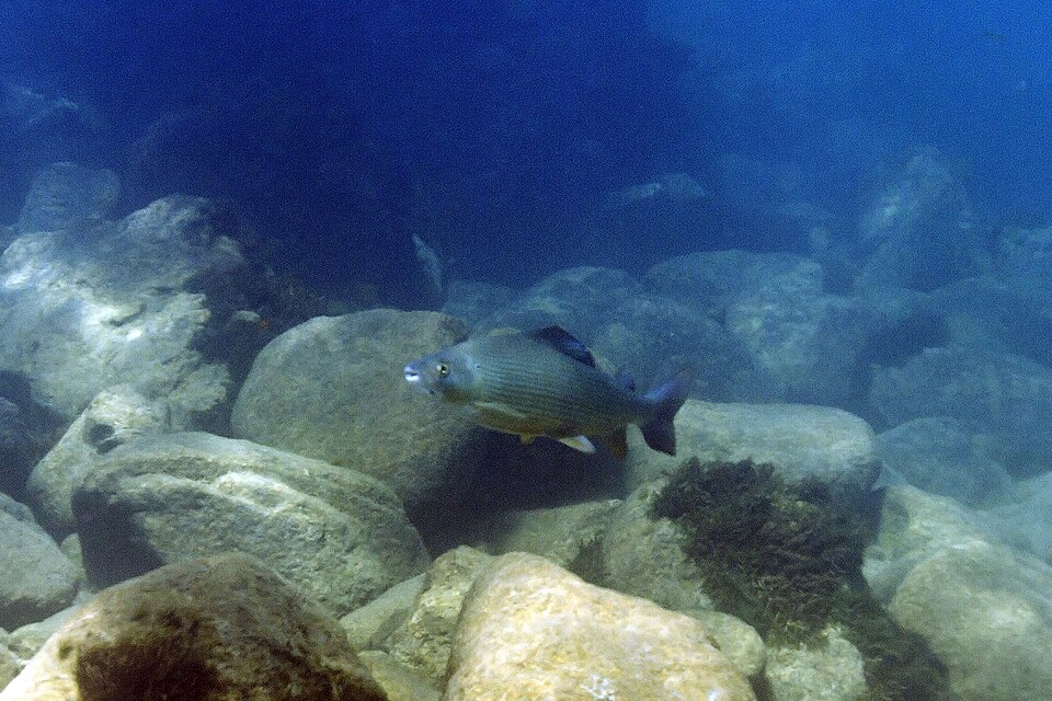Grayling