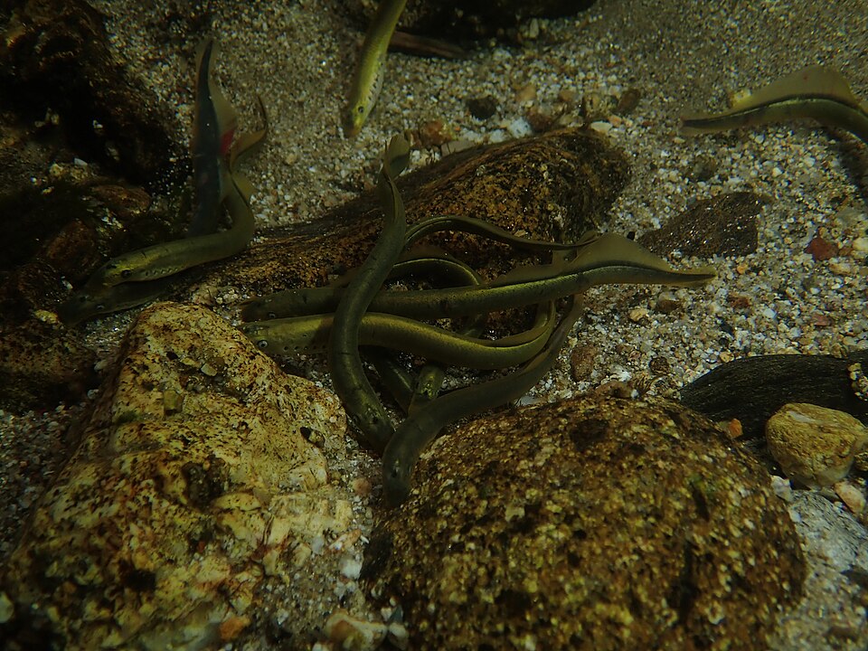 Brook Lamprey