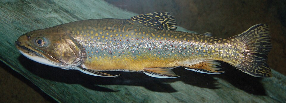 Brook Trout