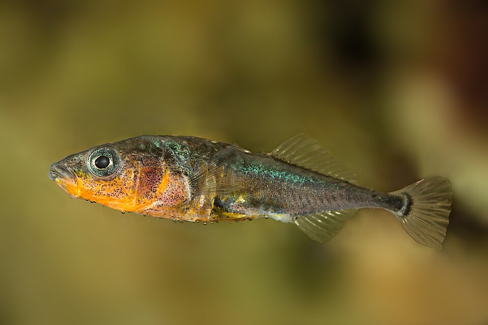 Three-spined Stickleback