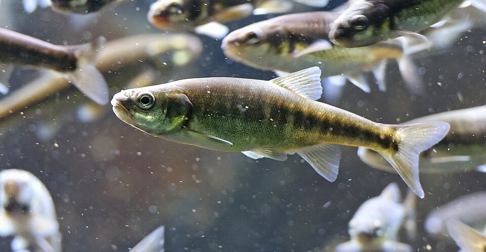 European Minnow