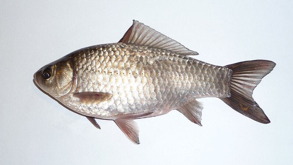 Prussian Carp