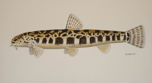 Golden Spined Loach