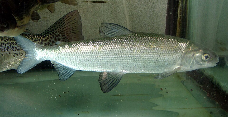 European Whitefish