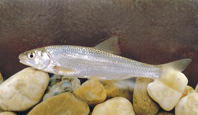 Dace