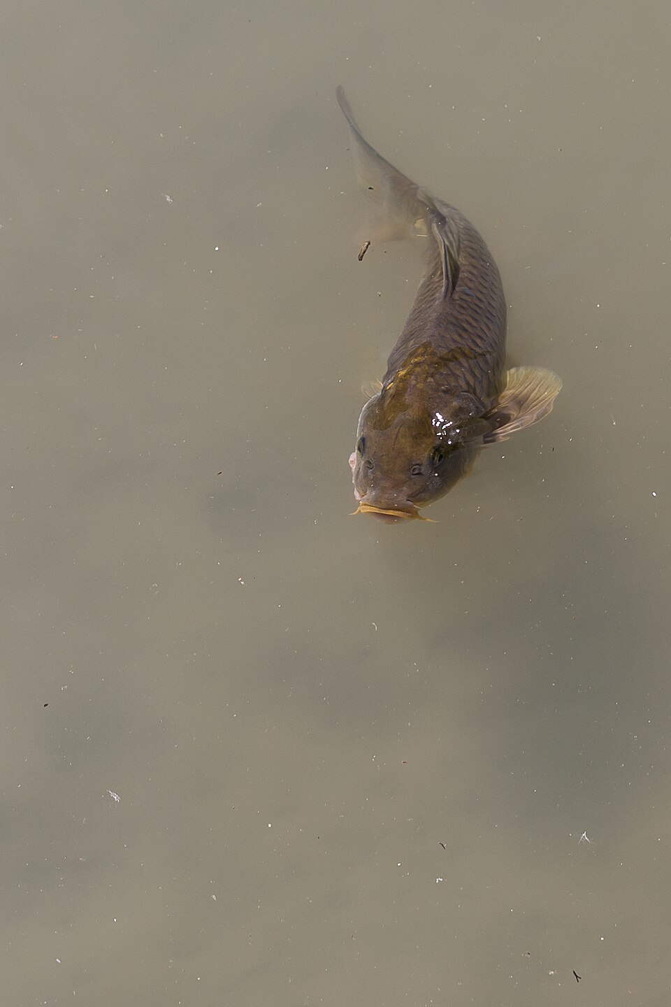 Common Carp