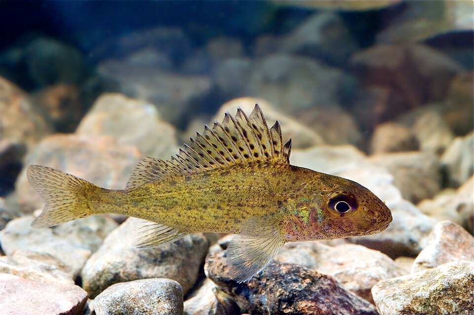 Ruffe
