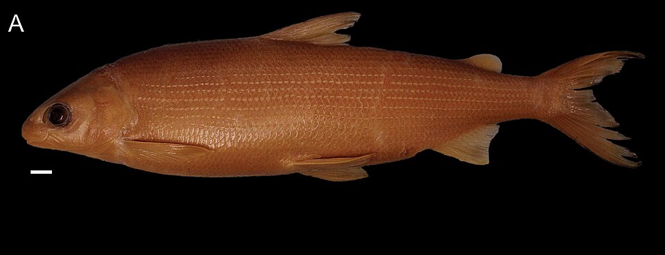 Bodensee Kilch (Deepwater Whitefish)