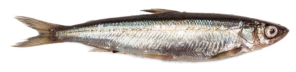 Vendace