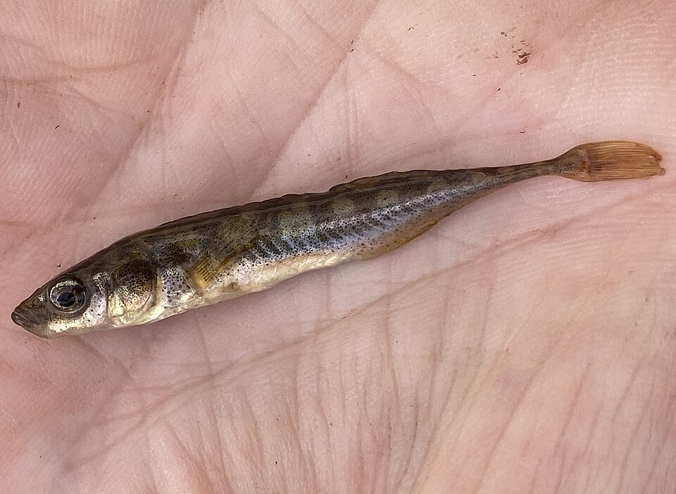 Ninespine Stickleback