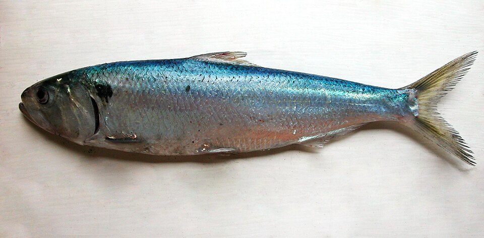 Allis Shad