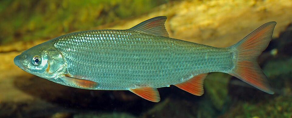 Common Nase