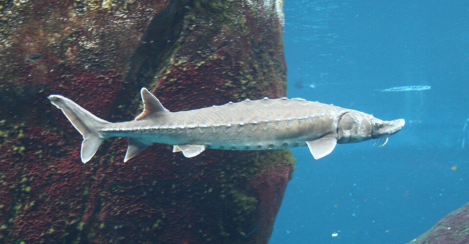 Baltic Sturgeon (Atlantic Sturgeon)