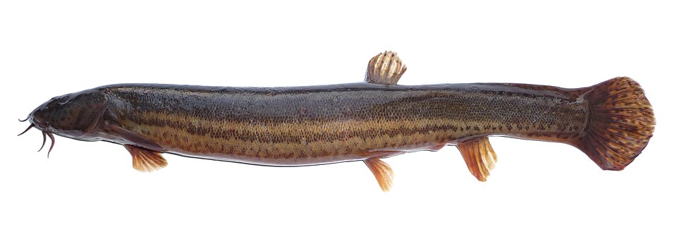 European Weatherfish