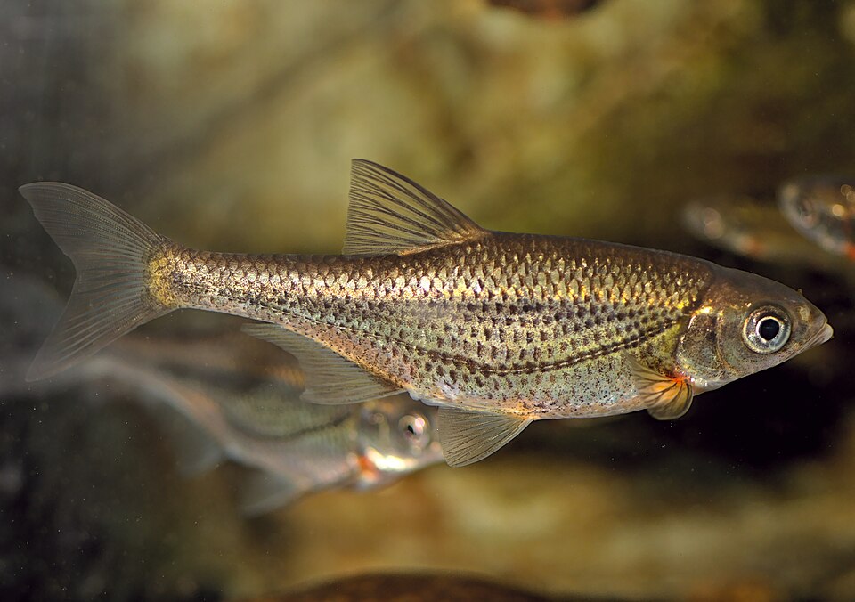 Riffle Minnow