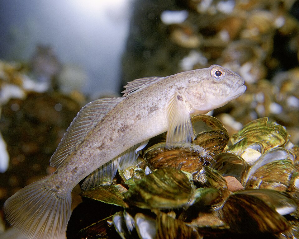 Round Goby