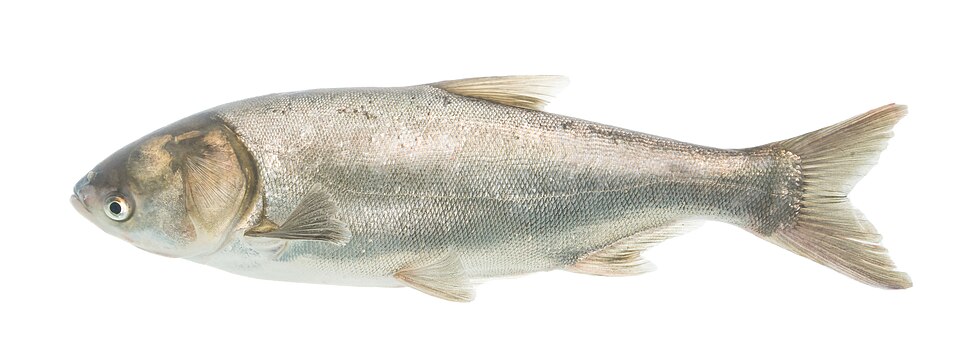 Silver Carp