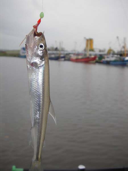 European Smelt