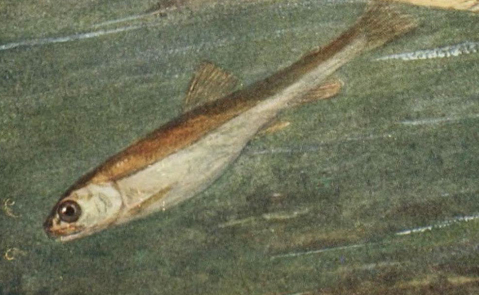 Bodensee Deepwater Charr
