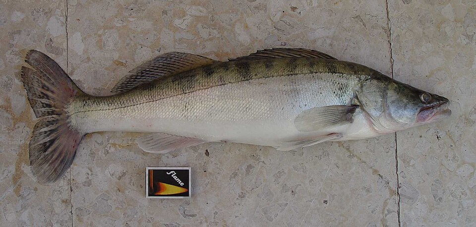 Pike-perch (Zander)