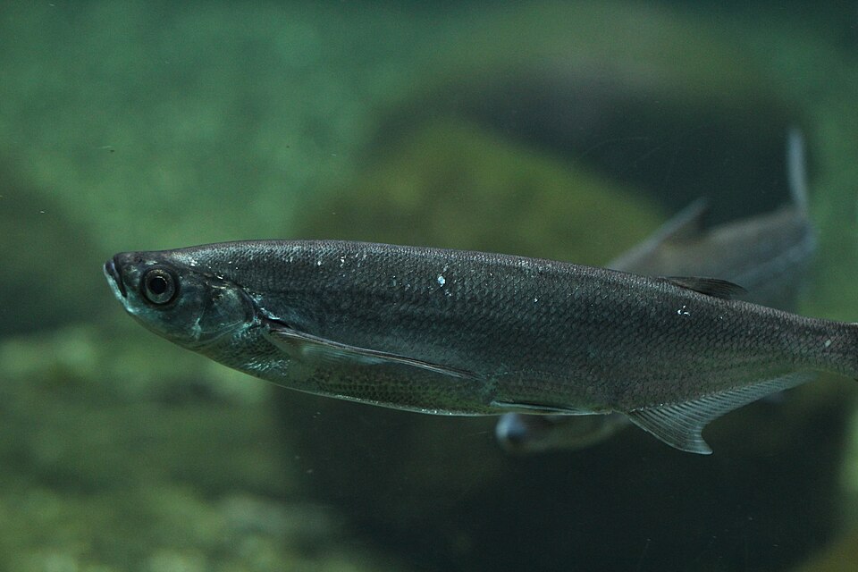 Razor Fish (Sichel)